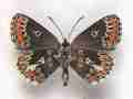 Aricia agestis ab. discoelongata (Internet Image property of respective owner, non-commercial use only)